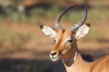 Schwarzfersenantilope / Impala / Aepyceros melampus