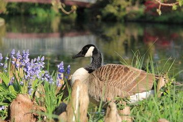 Bernache du Canada en pleine couvaison