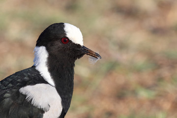 Waffenkiebitz / Blacksmith plover / Vanellus armatus