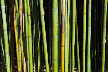Obraz premium Bamboo forest. No people
