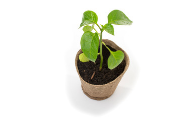 Young sweet pepper seedlings in a pot of peat