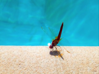 Close up beautiful pink dragonfly on the edge of the  swimming pool
