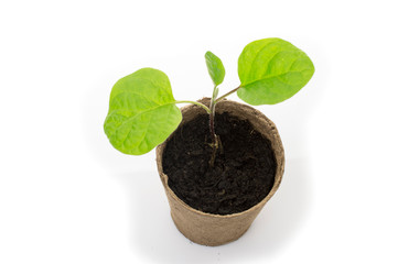 Young eggplant seedling in a pot with a garden trowel
