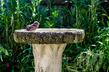 sparrow bathing in birdbath