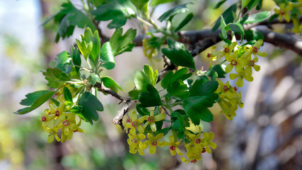 Flowering blackcurrant bush. Branch with yellow flowers in a garden in a sunny spring day. Spring season.Blooming currant in the garden