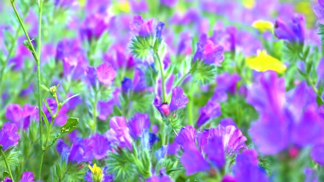 Purple flowers gently blowing during a spring afternoon.