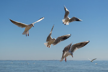 Fototapeta na wymiar Gulls fly in the sky above the sea.