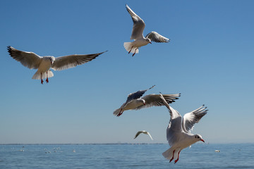 Gulls fly in the sky above the sea.