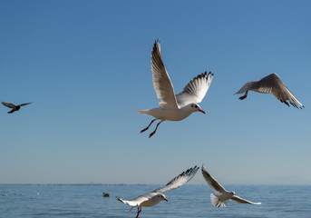 Fototapeta na wymiar Gulls fly in the sky above the sea.