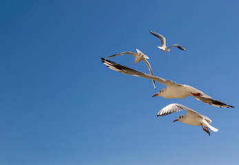 Gulls fly in the sky above the sea.