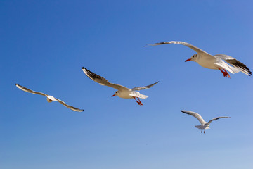 Gulls fly in the sky above the sea.