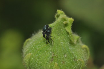 Жуки на мальве