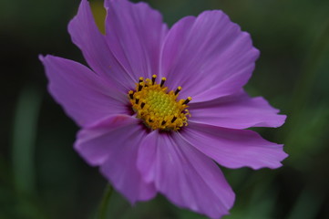 Obraz premium Цветок