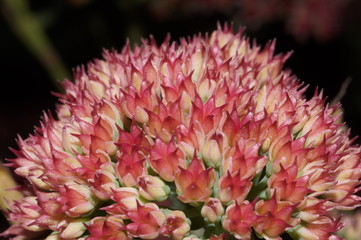 Красный куст