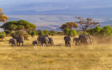 Fototapeta na wymiar Large group elephants Loxodonta africana crossing dusty grassland landscape trees and hills in distance copy space Amboseli National Park Kenya East Africa landscape rear view trees cattle egrets