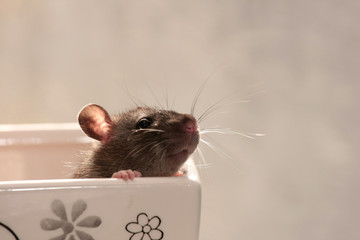 Cute little little rat looks out of a flower pot