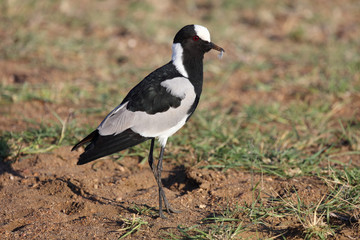 Waffenkiebitz / Blacksmith plover / Vanellus armatus