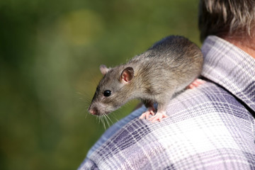 Gray rat sits on the shoulder of a man
