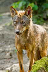 Iberischer Wolf (Canis lupus signatus)