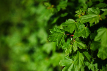Grüne Blätter im Frühling 