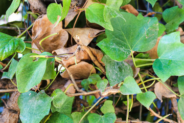 Ivy Garden Detail