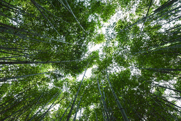  Bamboo forest. No people