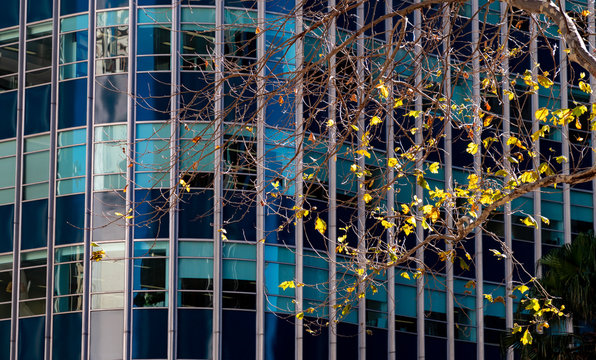Dry branches and yellow leaves with blue windows of a business building in the background