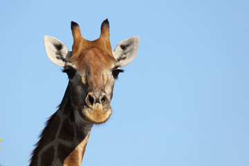 Giraffe / Giraffe / Giraffa Camelopardalis