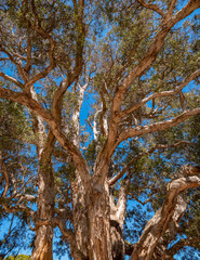 Fototapeta premium Old eucalyptus tree in Centennial Park in Sydney