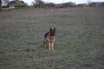 dog shepherd with a stick in his teeth against the background of the field