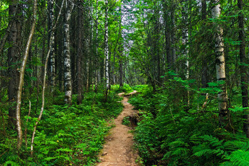 footpath in the deep forest on a summer day