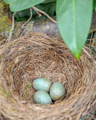 drei frisch gelegte Eier in einem Amselnest