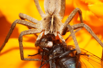 Паук и жертва