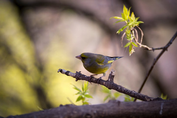 Fototapeta premium a lot of little funny birds sitting on a branch and looking curiously