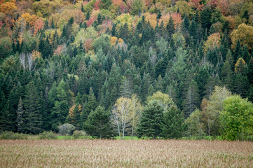 Quebec valley and hillside in fall