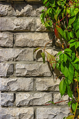 creeping plant on a gray brick wall