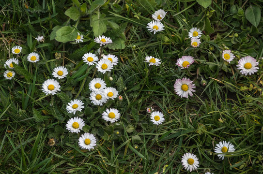 Small white wild flowers of chamomile