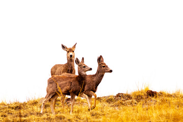 Mule Deer Herd in the Fog