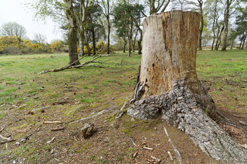 Cut tree trunk without bark in Sutton Park.