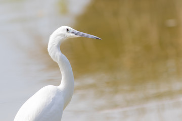 Little Egret