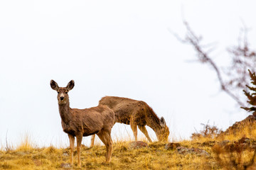 Mule Deer Herd in the Fog