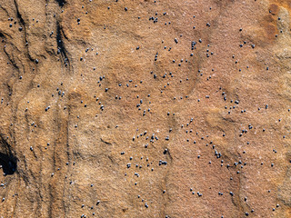 Tiny whelks on orange rock in Royal National Park in Sydney