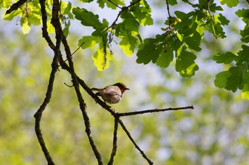 Obraz premium Rouge-gorge sur un arbre