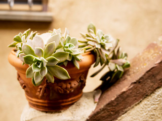 Echeveria plant, Echeveria glauca. Succulent plant close up in light colors. Plants gardening. Warm colors. Outdoor interior.