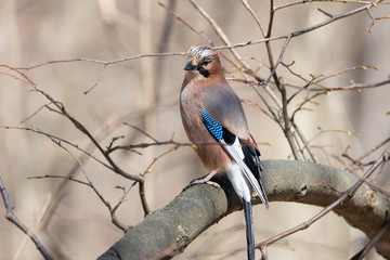 Eurasian Jay (Garrulus glandarius)