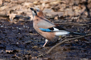 Eurasian Jay (Garrulus glandarius)