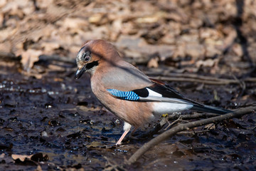 Eurasian Jay (Garrulus glandarius)