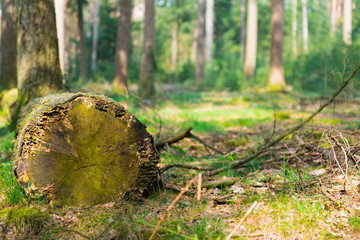 Fototapeta premium close up tree trunk in forest, nature reserve De Malpie in Valkenswaard, The Netherlands