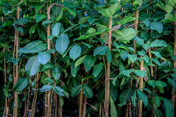 Litschibaum in Asien