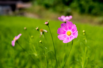 Pink and yellow daisy